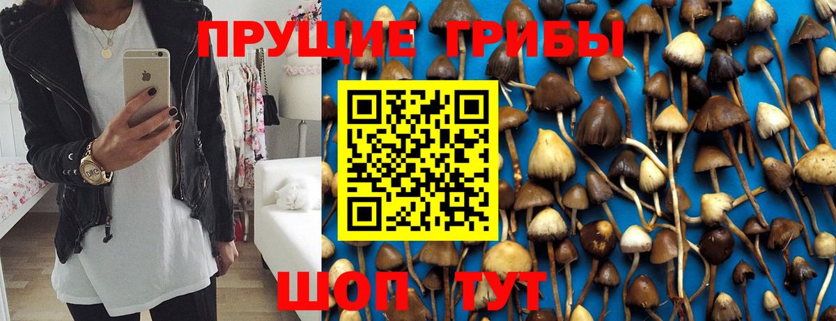 Галлюциногенные грибы Psilocybe  Вход с VPN  Чусовой 